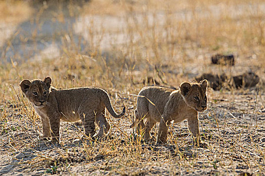 非洲,津巴布韦,北部省,万基国家公园,幼狮