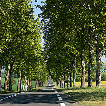 道路,树,法国,欧洲