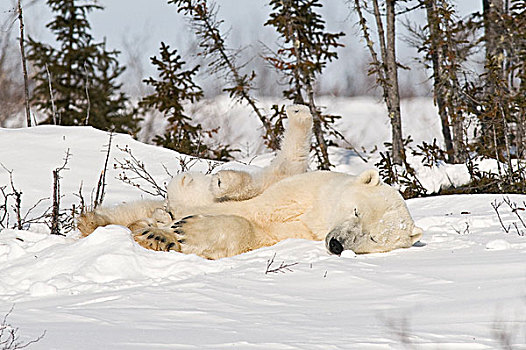 北极熊,幼兽,雪中,丘吉尔市,加拿大