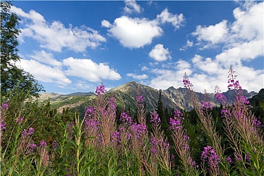 风景,山,紫色,花,杂草,蓝色背景,天空,背景