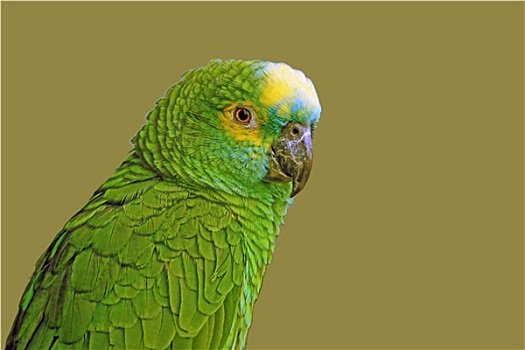 亚马逊河鹦鹉