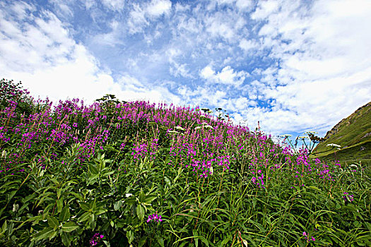 杂草,盛开,蓝天,云,阿拉斯加,美国