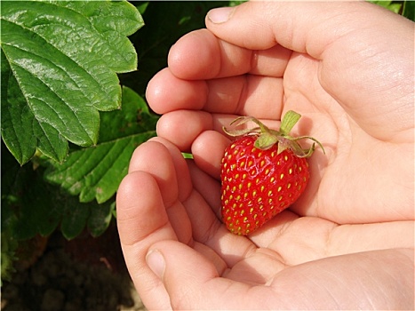 第一,草莓