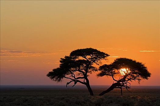 伞,刺,刺槐,日出,埃托沙国家公园,纳米比亚,非洲