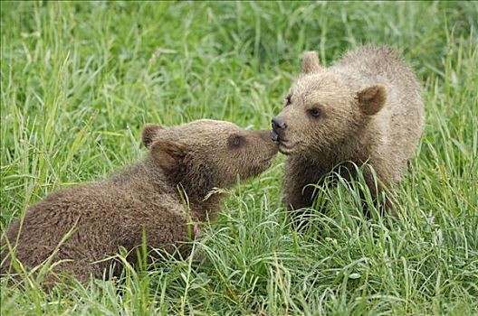两个,幼兽,棕熊,蹭鼻子