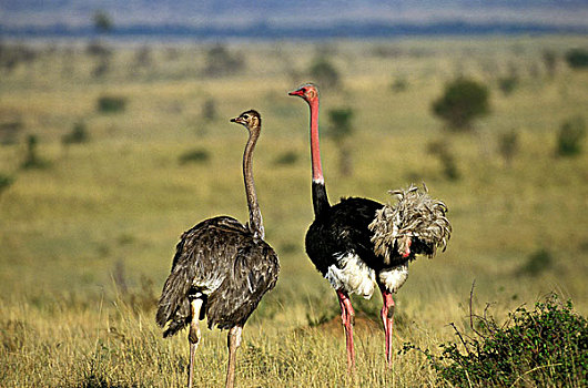鸵鸟,鸵鸟属,骆驼,一对,大草原,肯尼亚