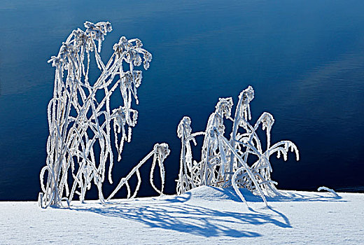 加拿大,曼尼托巴,怀特雪尔省立公园,草,湖,画廊