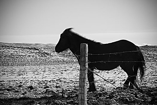 小马,乡村,土地,冰岛