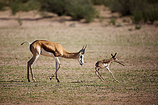跳羚,母亲,诞生,幼兽,起步,卡拉哈迪大羚羊国家公园,南非,次序