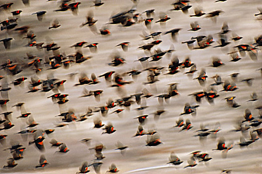 红翅黑鹂,飞起,国家野生动植物保护区,加利福尼亚