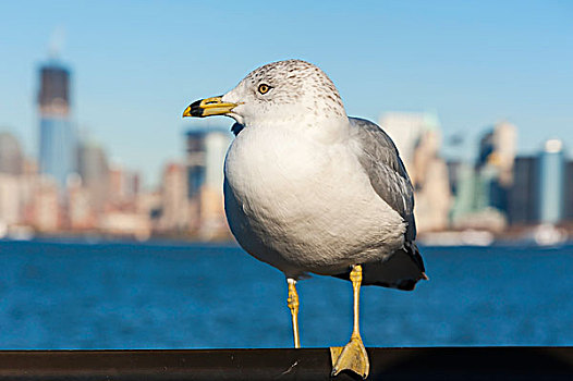 美国纽约自由岛上的海鸥