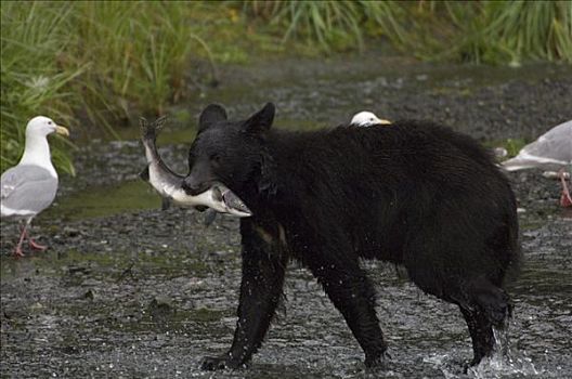 黑熊,美洲黑熊,抓住,粉色,三文鱼,阿拉斯加
