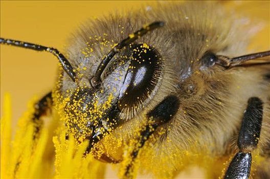 蜜蜂,意大利蜂,遮盖,花粉,蒲公英,花蜜,巴伐利亚,德国
