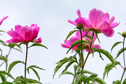 芍药花开,娇艳柔美