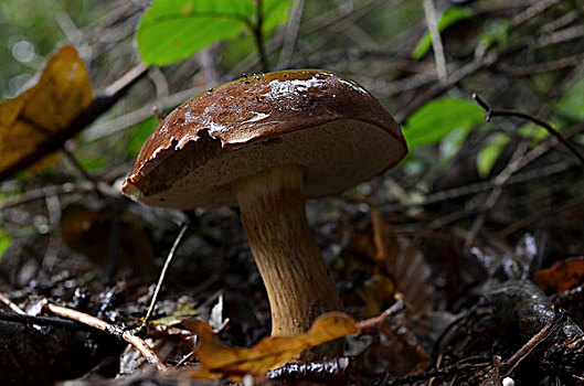 牛肝菌,蘑菇