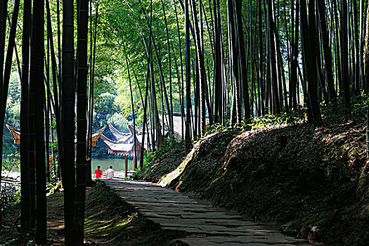 清晨,茂密竹林中石板路游道