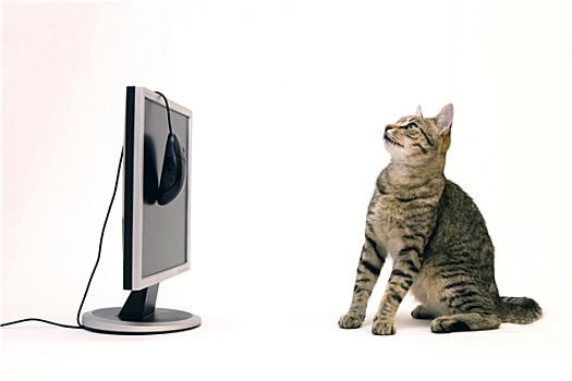 猫,显示器