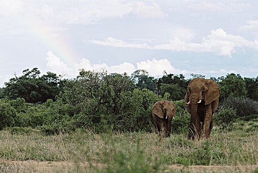 大象,幼兽,彩虹,非洲象,大幅,尺寸