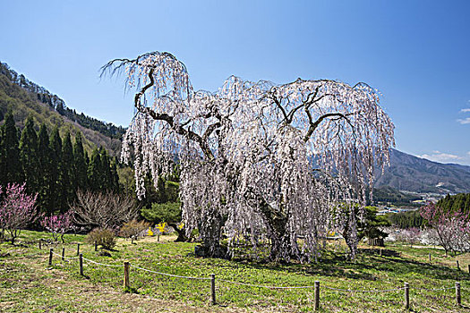 哭,樱桃树,长野,日本