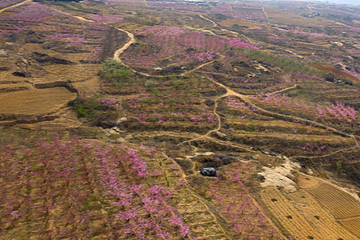 山东蒙阴乡村桃花