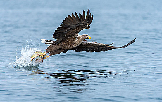 老鹰在海上飞的图片图片