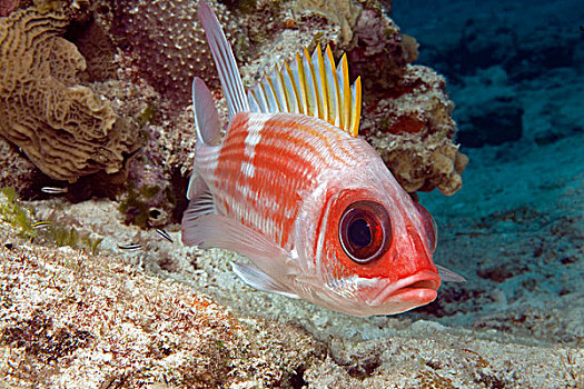 金鳞鱼,科苏梅尔,加勒比