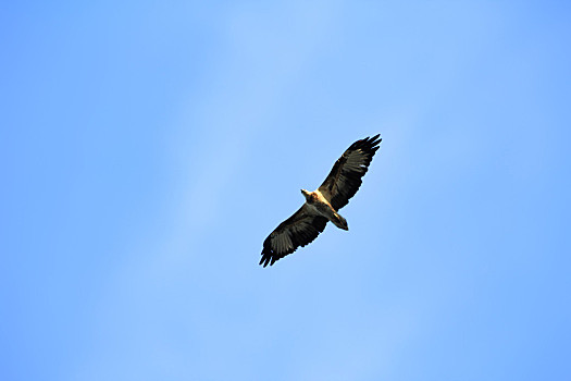 飞,鹰,蓝天