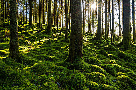 苔藓,遮盖,地面,树干,针叶树,树林,太阳,发光,奥尔湖,阿盖尔郡,苏格兰