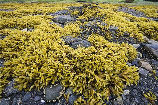 褐藻,宜人湾,阿拉斯加,美国,北美