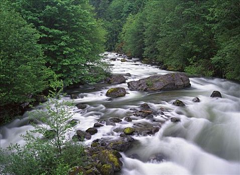 溪流,靠近,银,湖,省立公园,不列颠哥伦比亚省,加拿大