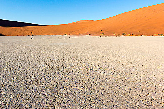 死亡谷,死,金合欢树,纳米布沙漠,日出,纳米比亚,非洲