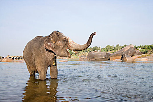 大象,站立,河,印度
