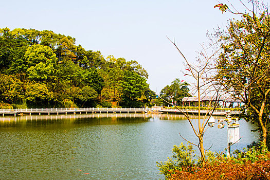 广州三月阳光明媚,春天帽峰山公园,踏青,春游