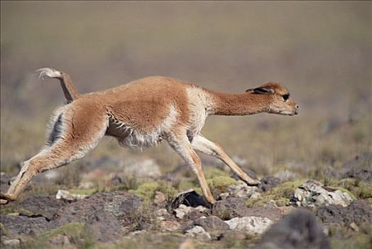 小羊驼,追逐,对手,潘帕伽勒拉斯国家保护区,秘鲁
