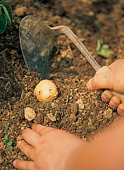 挖土豆图片