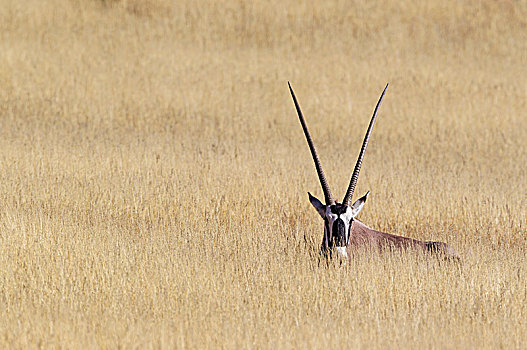 南非大羚羊,羚羊,休息,女性,干草,卡拉哈里沙漠,卡拉哈迪大羚羊国家公园,南非,非洲