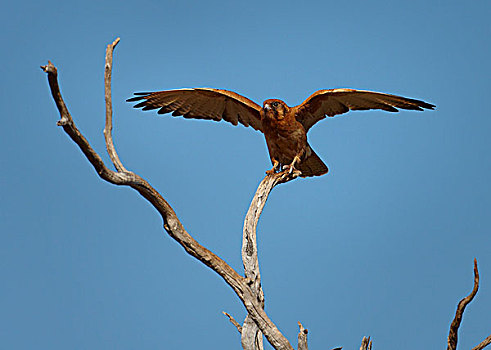 褐色,猎鹰,飞起,荒芜,北领地州,澳大利亚
