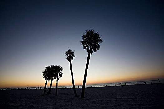 黎明,棕榈树
