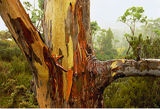 特写,树,条纹,树皮,摇篮山,塔斯马尼亚,澳大利亚