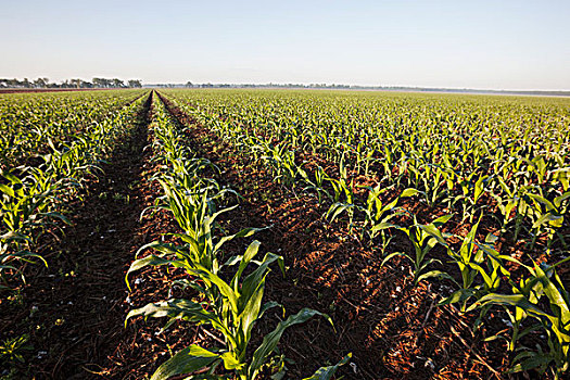 玉米,8-10岁,叶子,陆地,作物,棉花,英格兰,阿肯色州,美国