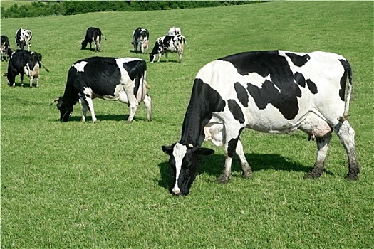 黑白,母牛,吃,绿色,草地