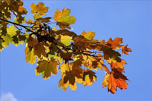挪威槭,叶子,彩色,挪威枫