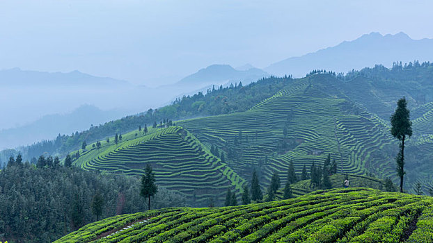 四川宜宾屏山蜿蜒茶山自然风光