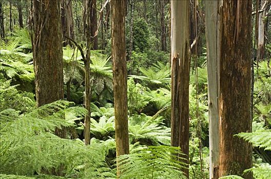 雨林,国家公园,维多利亚,澳大利亚