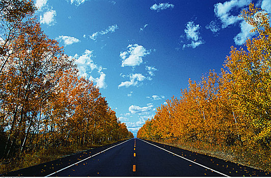 道路,树,艾伯塔省,加拿大