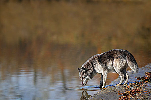 狼,饮用水,水塘,艾伯塔省,加拿大