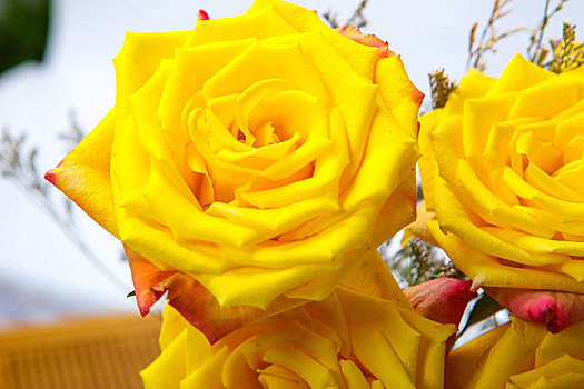 黄玫瑰