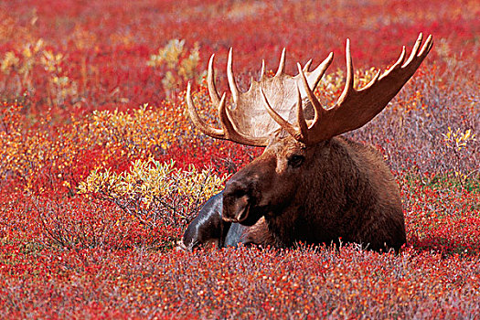 美国,阿拉斯加,德纳里峰国家公园,驼鹿
