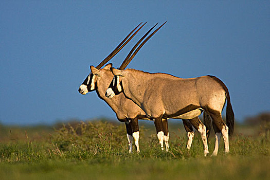 南非大羚羊,羚羊,一对,欺骗,山谷,博茨瓦纳