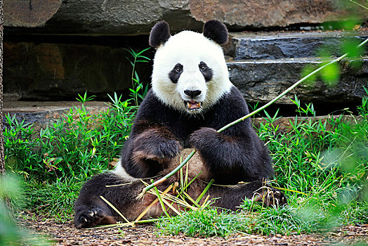 熊猫,大熊猫,成年,吃,俘获,澳大利亚,大洋洲